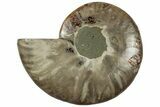 Cut & Polished Ammonite Fossil (Half) - Madagascar #310728-1